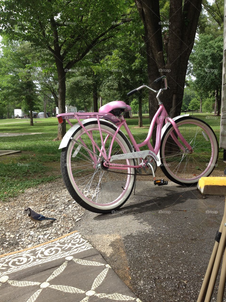 Blue jay meets pink cycle. Bird, blue jay, pink, bicycle