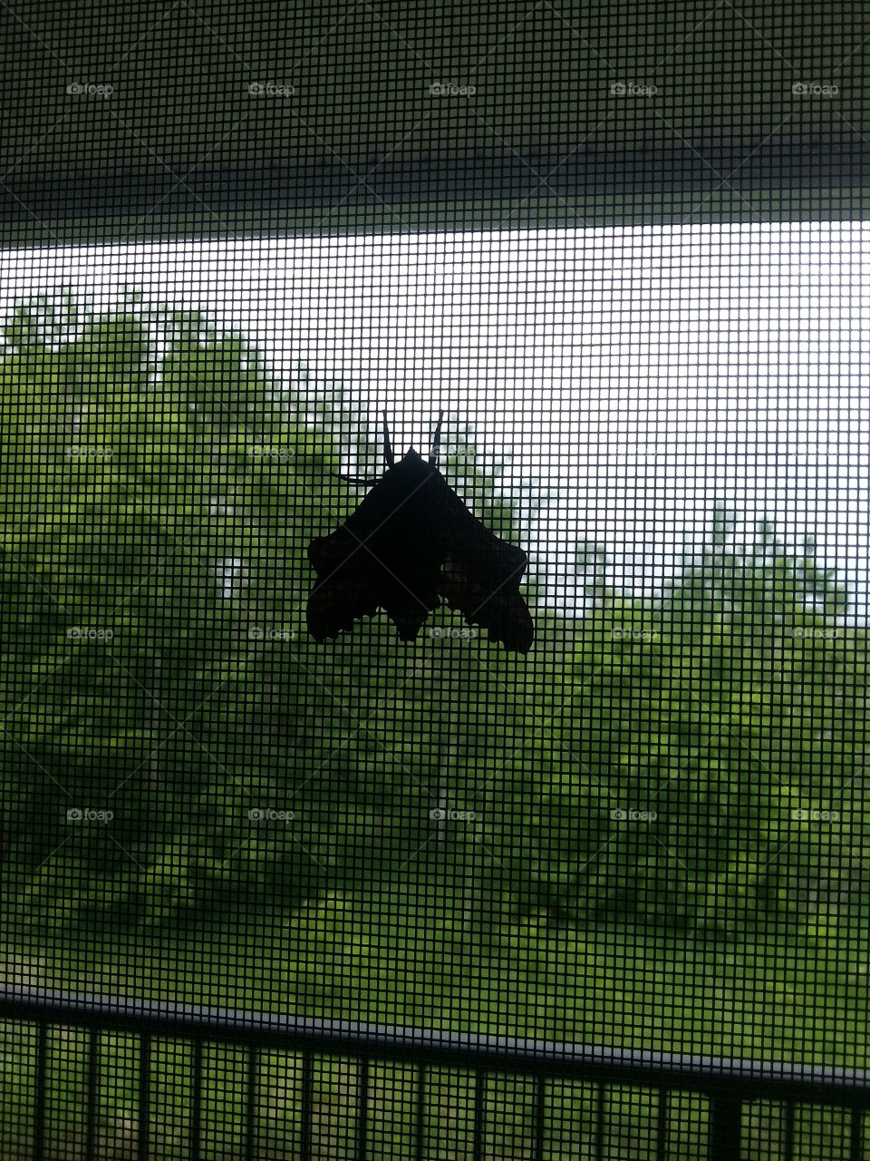 Moth on my door_1
