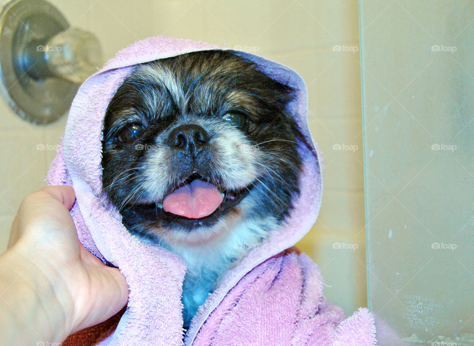 Happy Pekingese dog just had a refreshing bath with towel over head