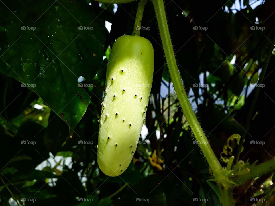 Autumn cucumber in India