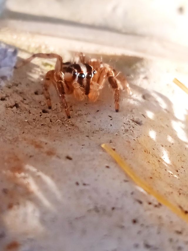 Cute Spider