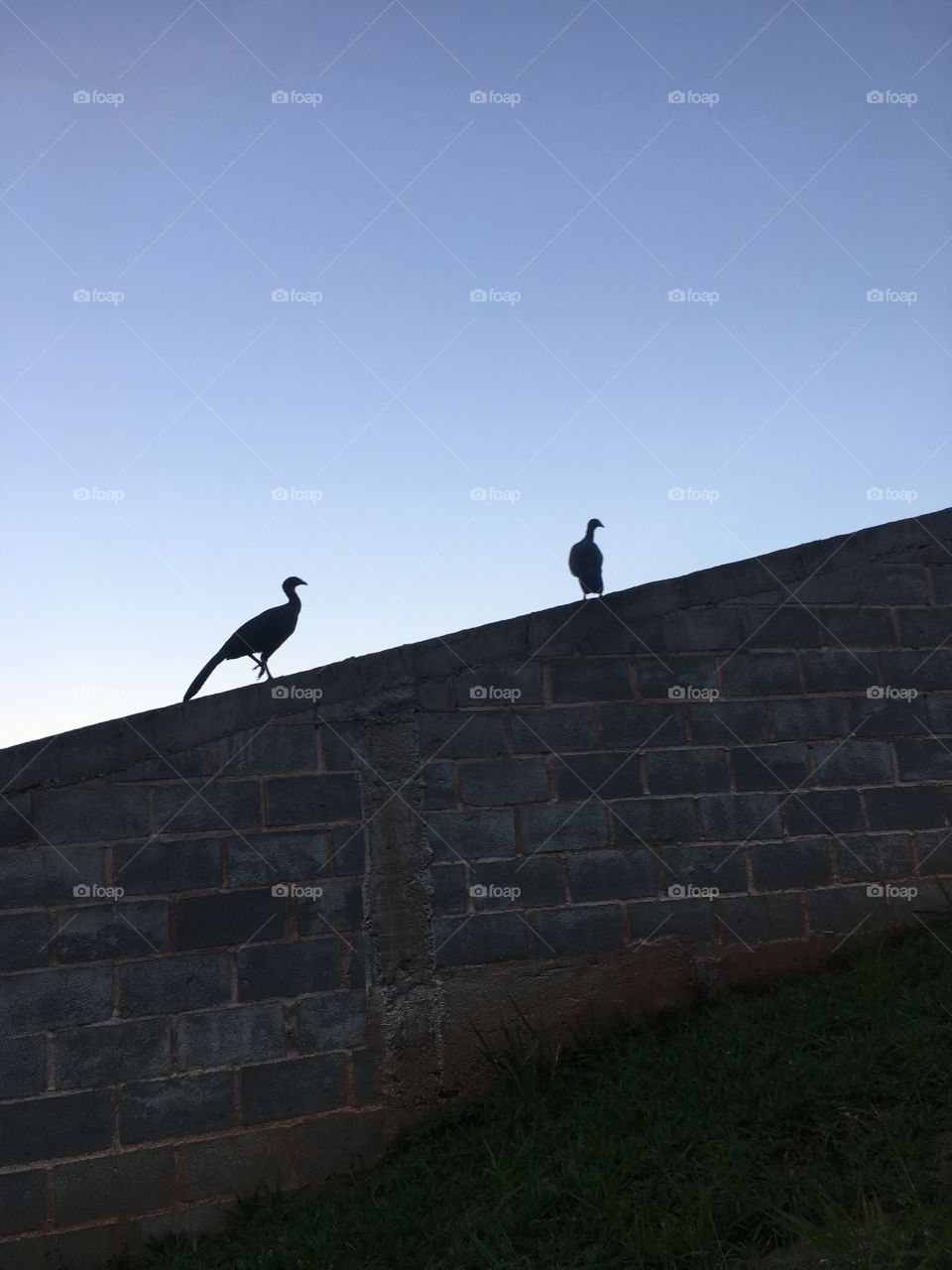 Aves da espécie Jacu ao muro com céu ao por do sol 