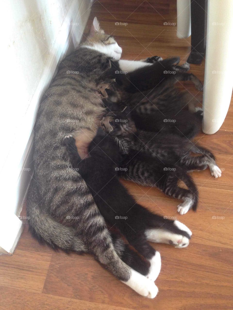 Lovely family cat