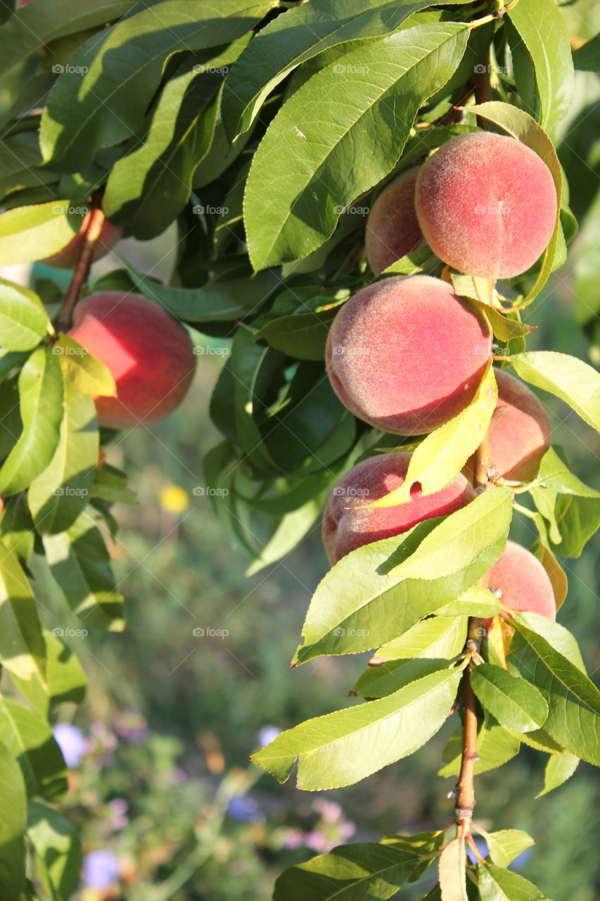 It's summer!  Let's choose the right food!