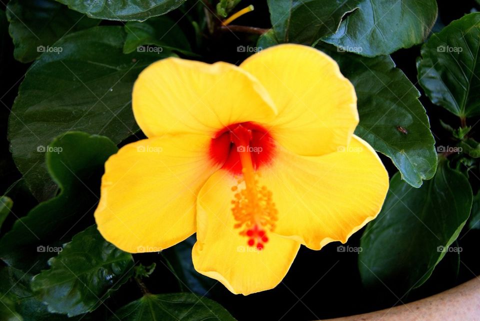 Yellow hibiscus