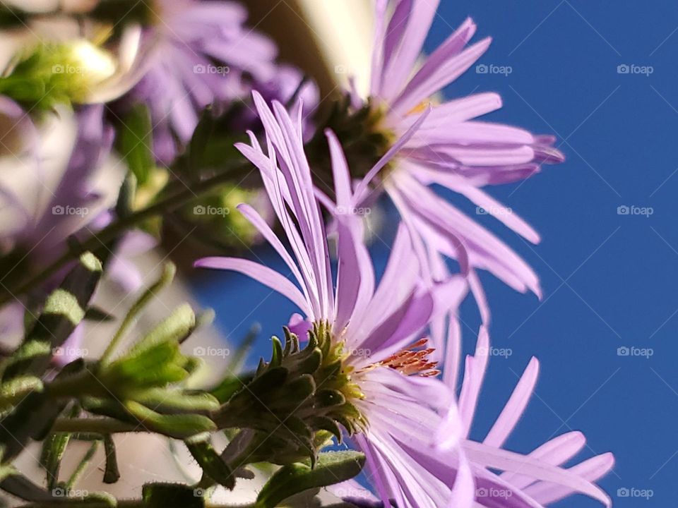 urban closeup of lavender flowers