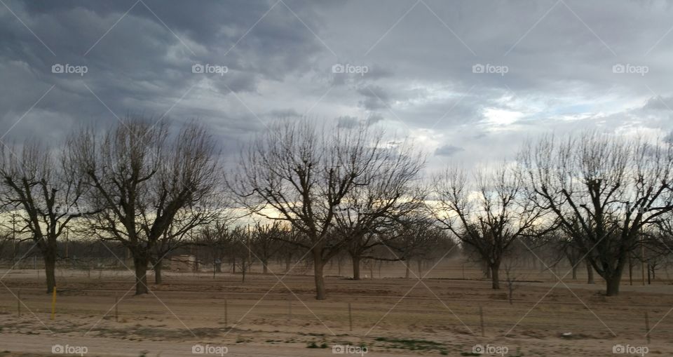 Trees at Sunset in Artesia,  New Mexico