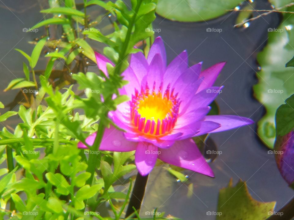 Water Lilly