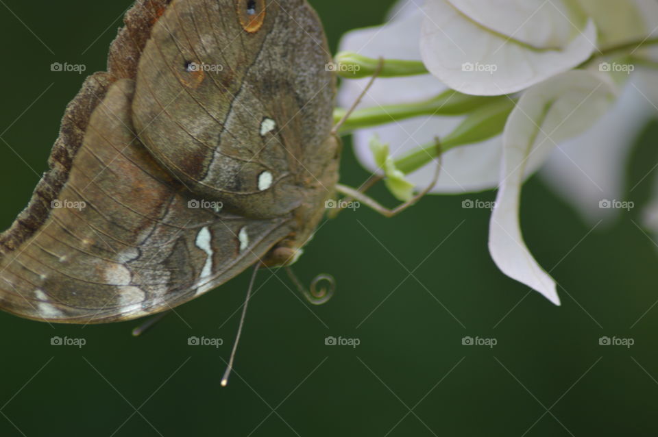butterfly in flower