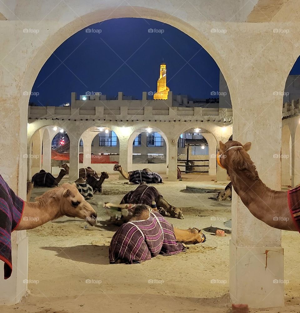 camels rest in Qatar