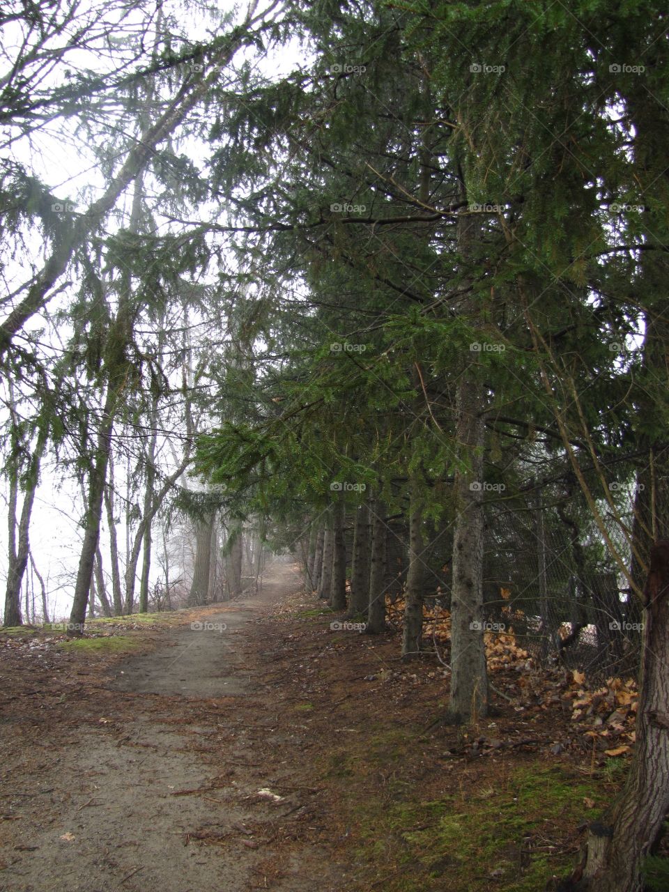 Foggy woodland trail