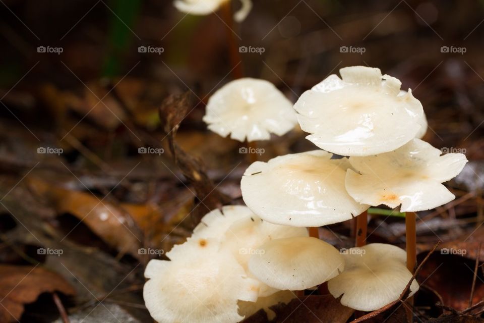 White Wild Mushrooms