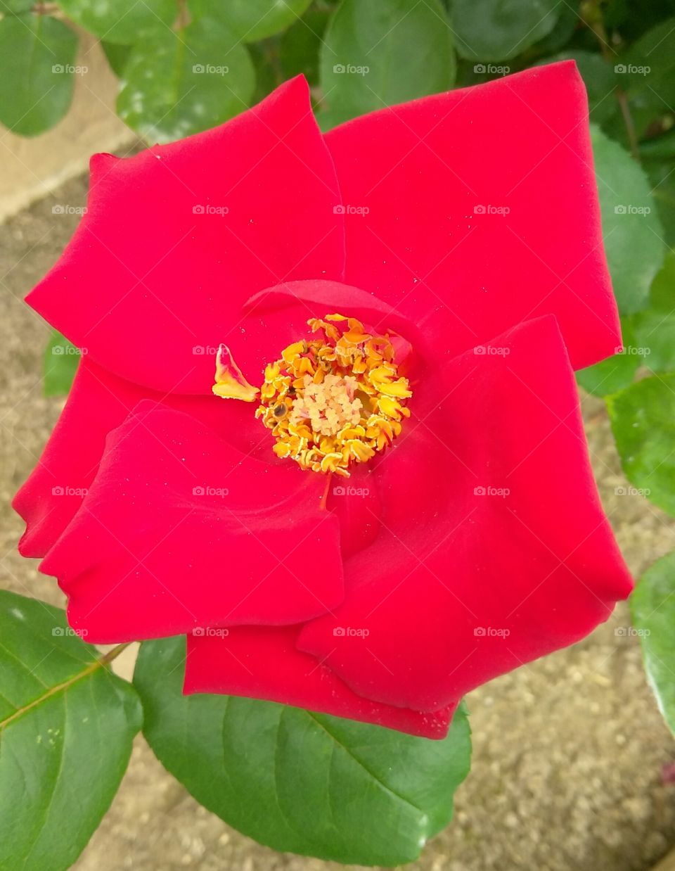 red flower