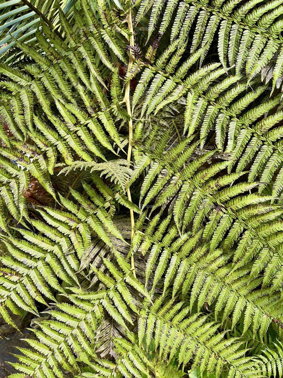 Leaf of green Fern top view 