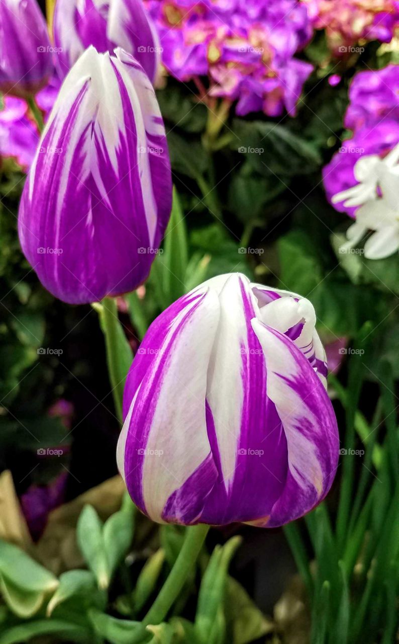 a cluster of purple and white tulips