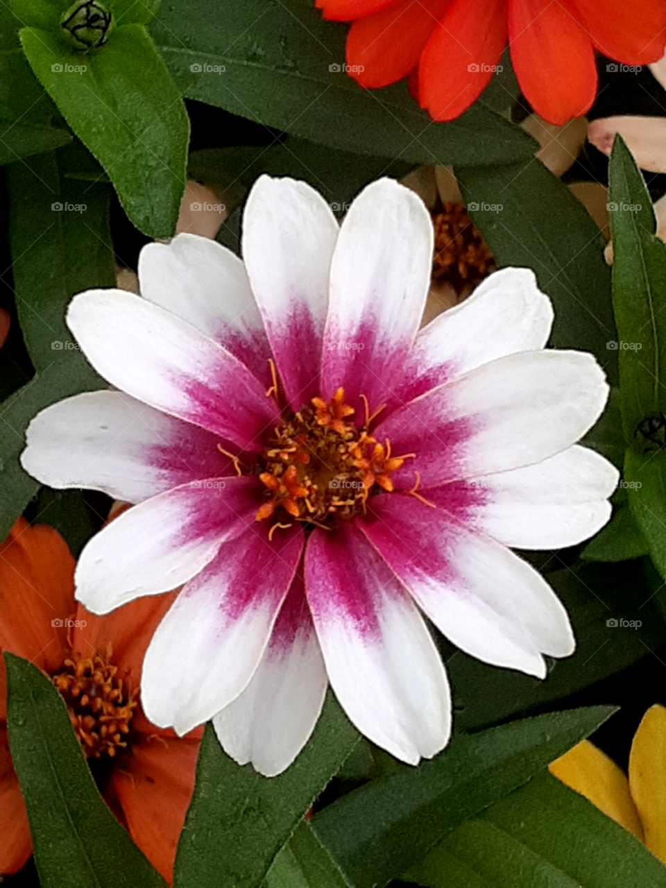 portrait of a flower