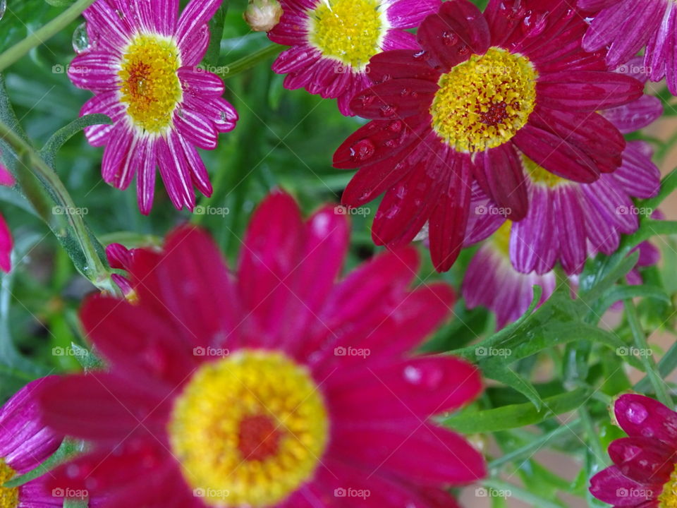 Daisy. Daisy's in my garden beautiful morning in Colorado