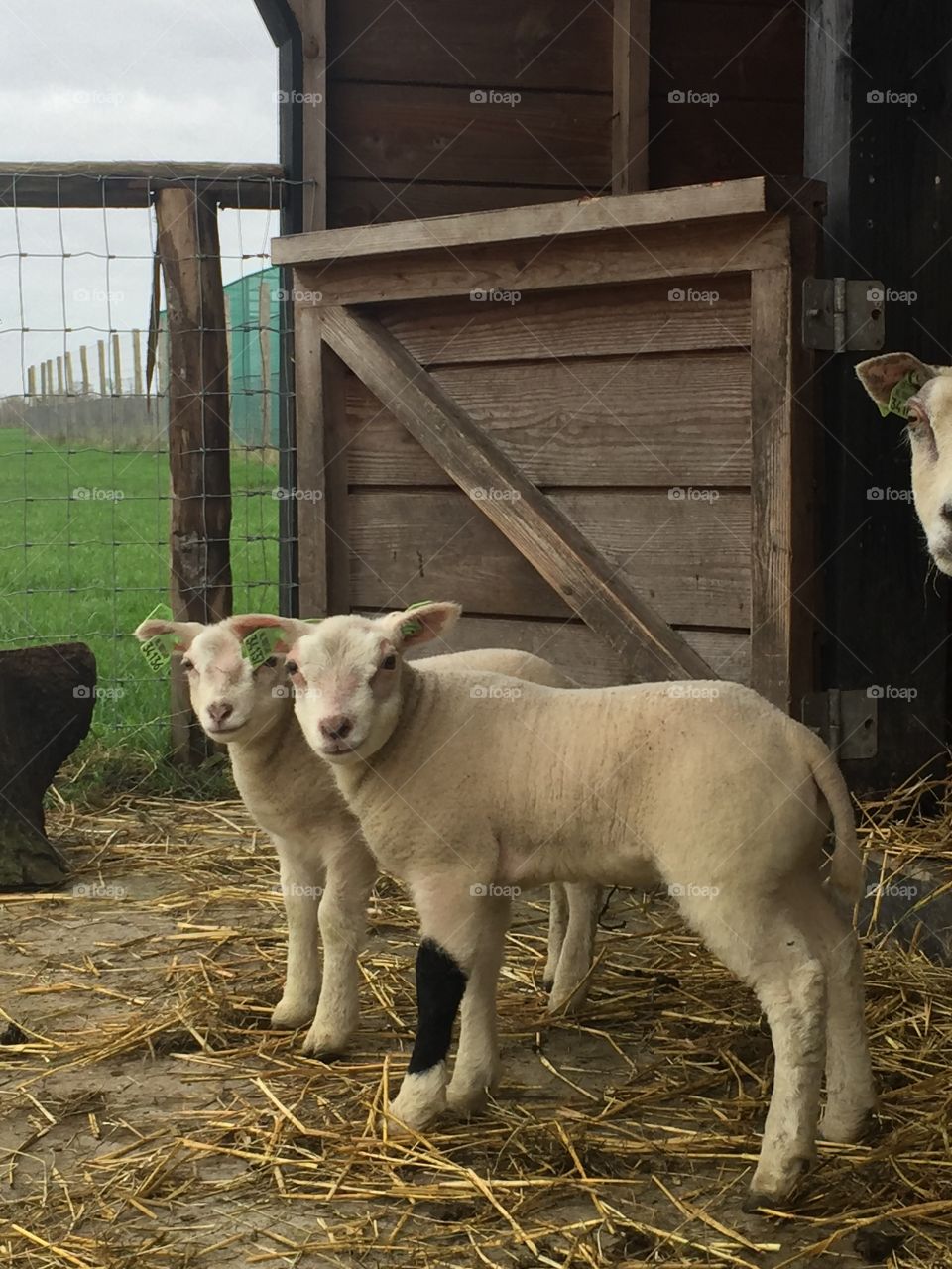 Seeing double: Two lambs looking 