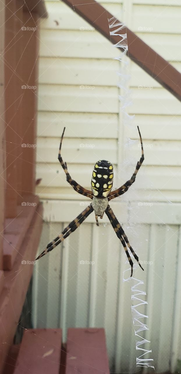 this guy was working hard on his web.