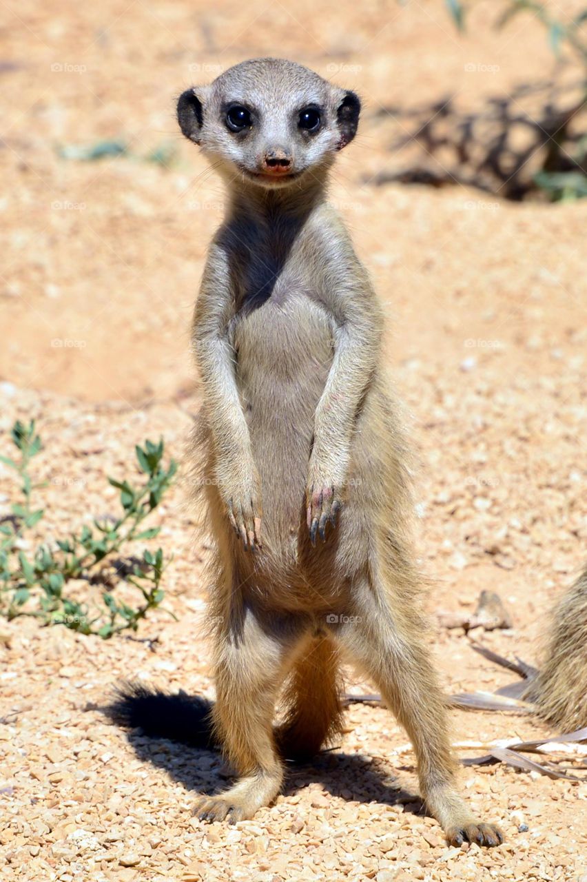 Portrait of mongoose