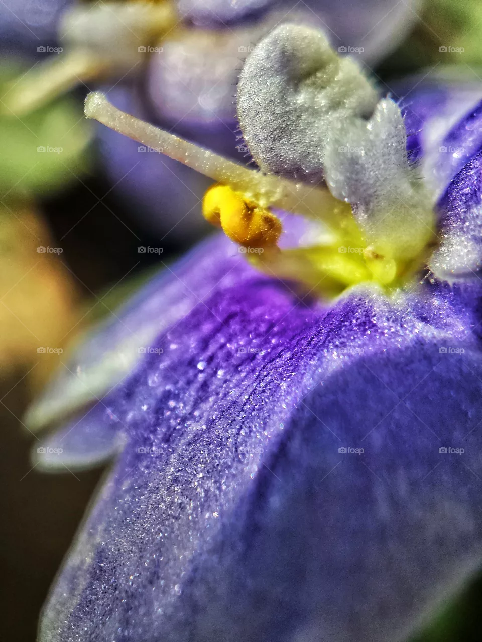 Violets