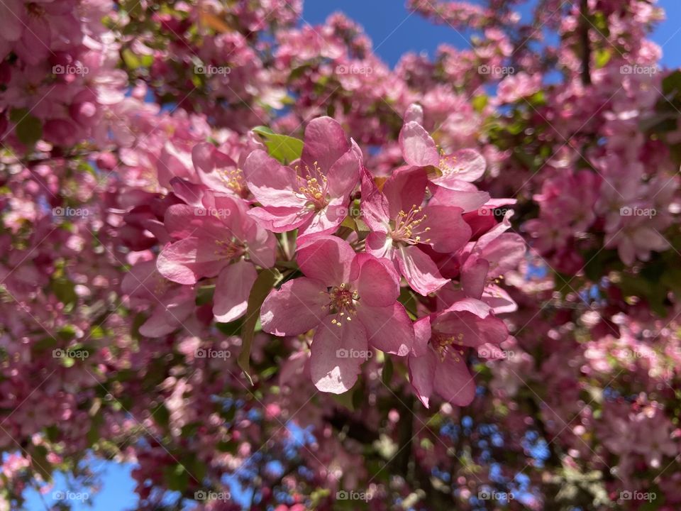 Blossoms