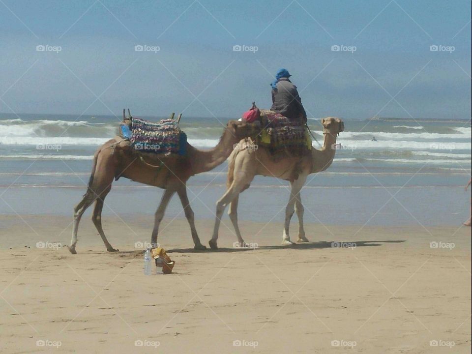 Travel destination  : camels near the beach at essaouira city in Morocco.