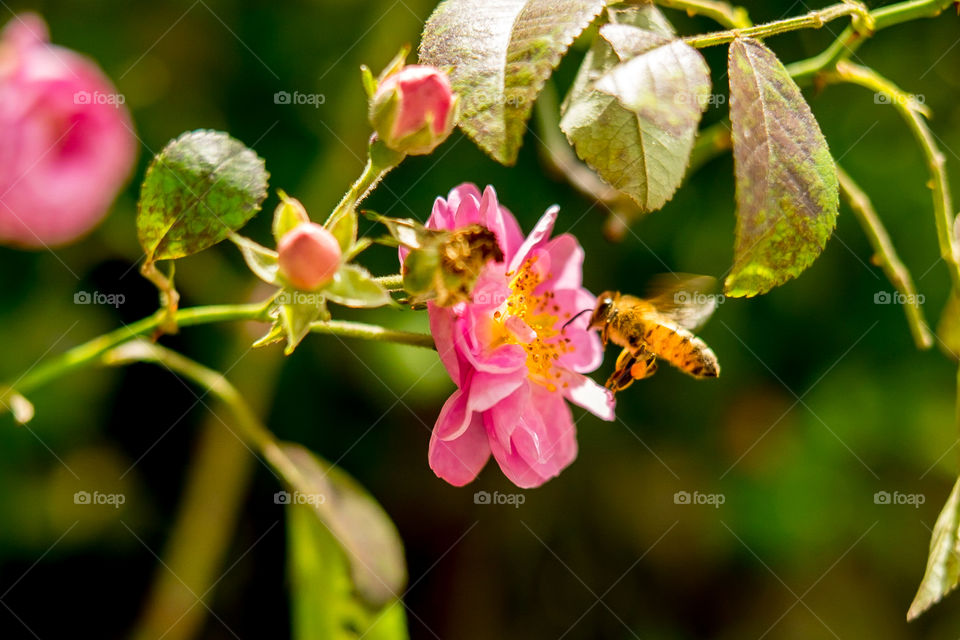 working bee with flowers