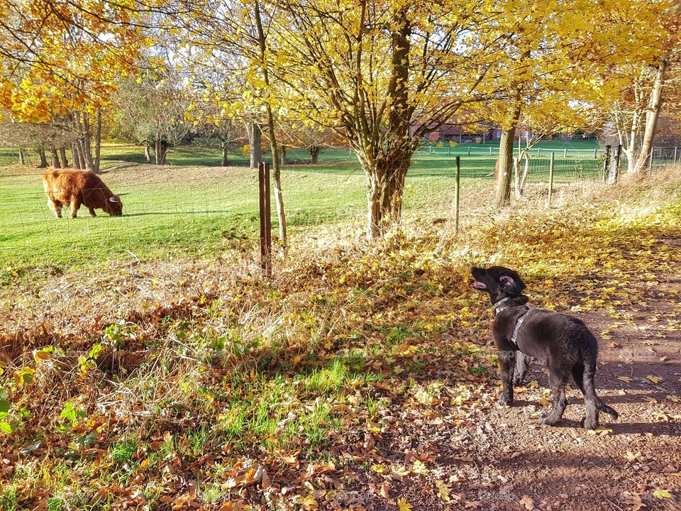 Autumn colours