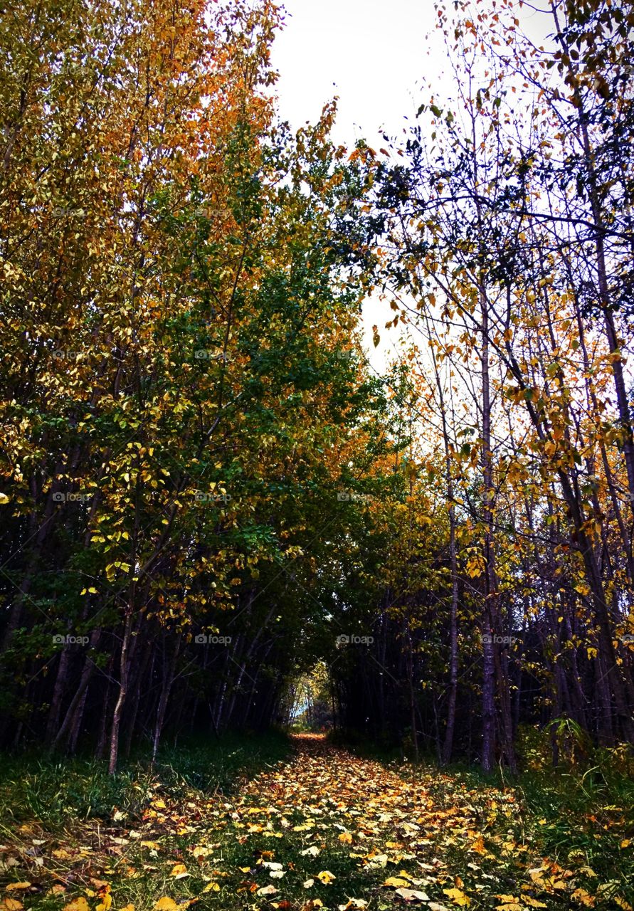 Fall in Alberta 