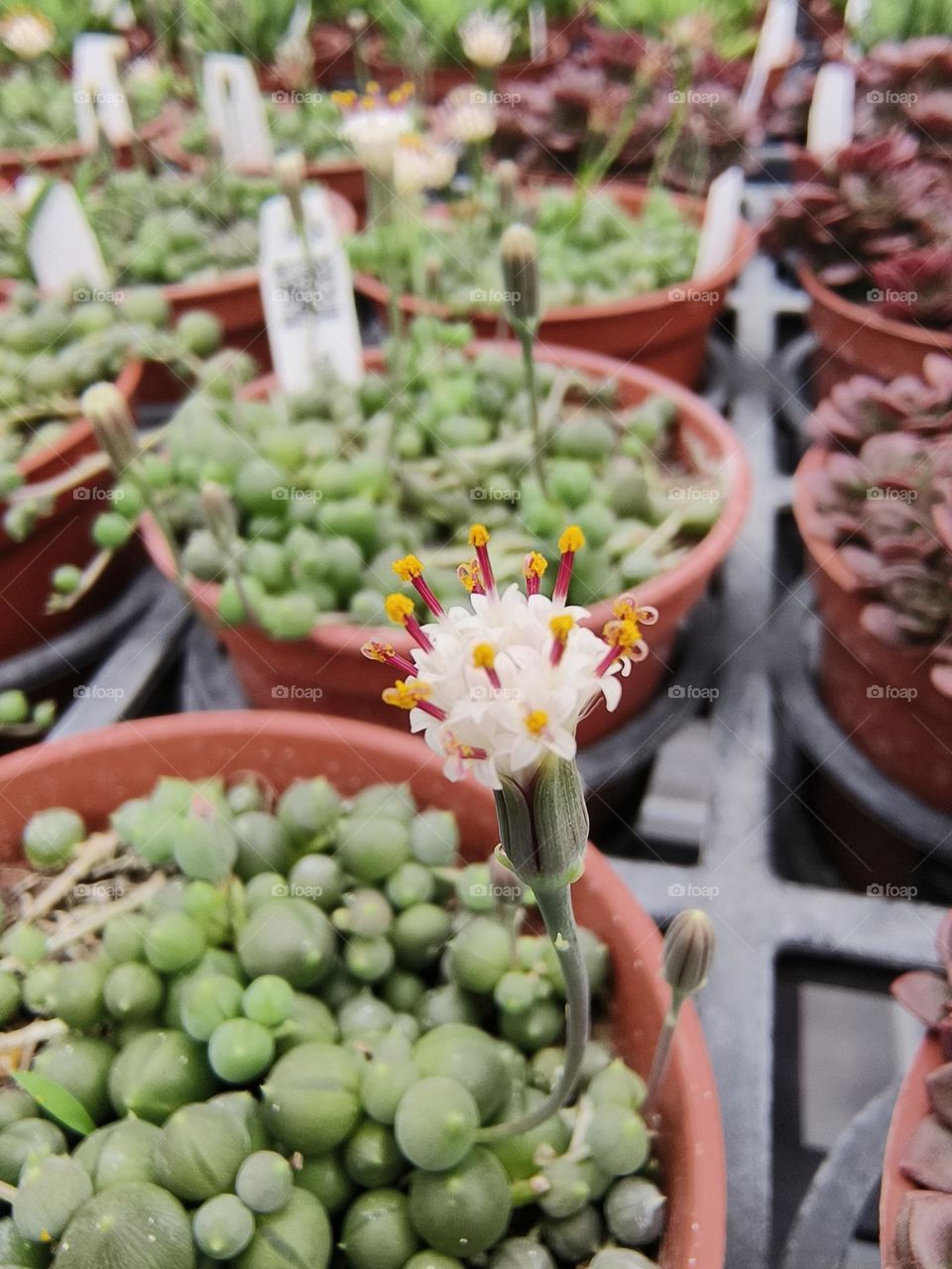 Curio rowleyanus, Beinan Township, Taitung County