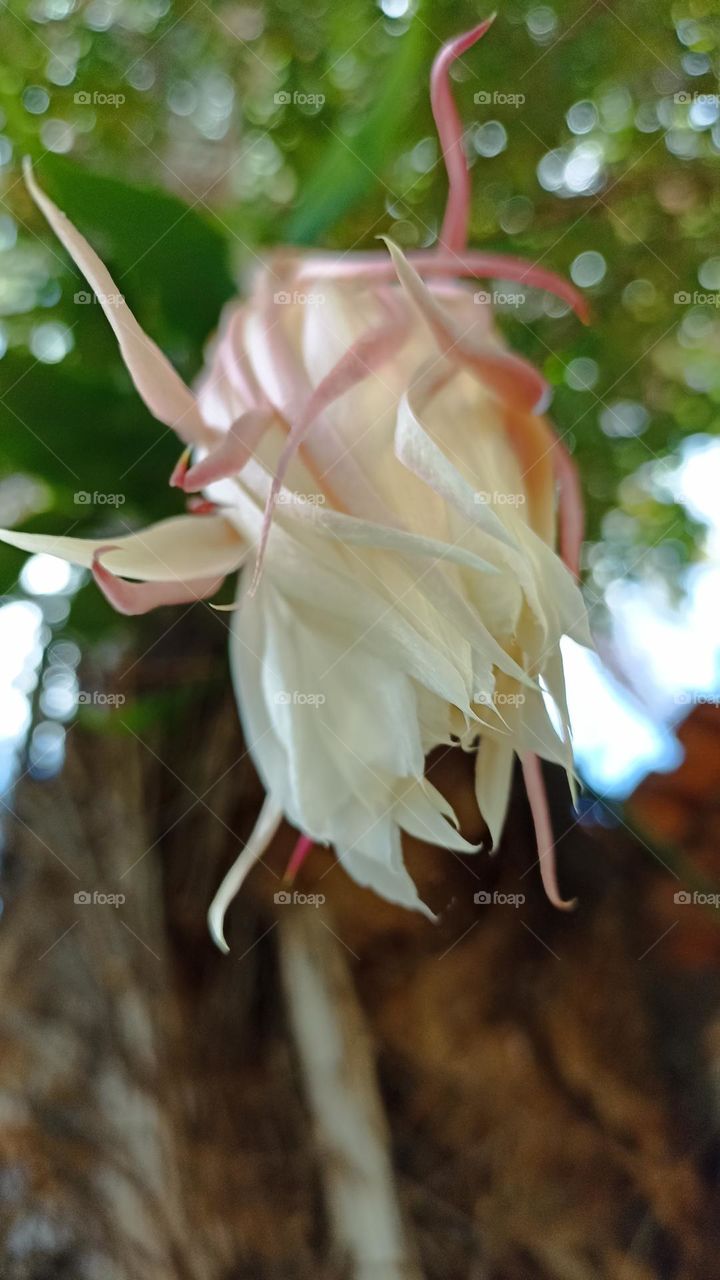 Lady of the night flower in bud