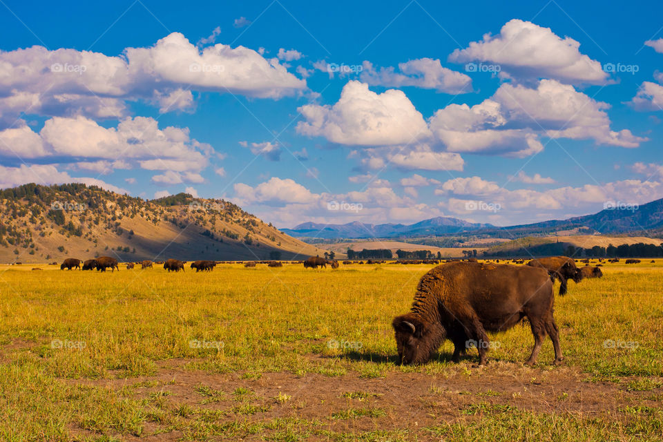 Bisons in grand Teton national park