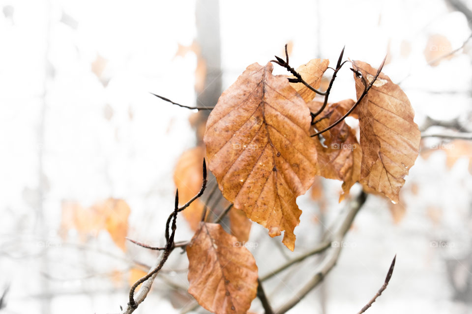 Close-up of leaves