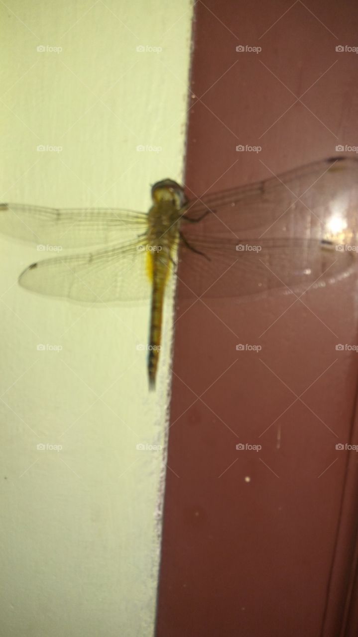 dragonfly so nice in wall