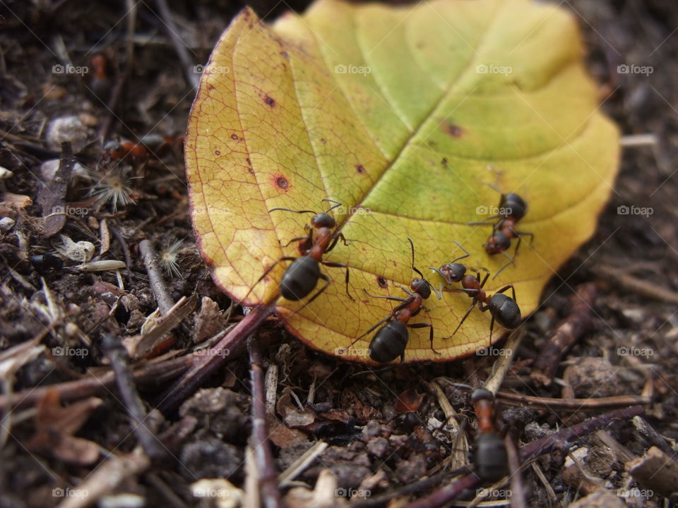 There is an ant hill close to my house.  The weather has been nice so the ants have been very busy and active. I noticed that many ants makes an interesting sound.