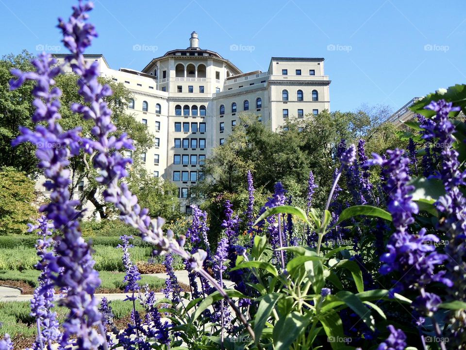 Beautiful purple flowers in the Central Park conservatory garden frames the building in the background on fifth avenue. 