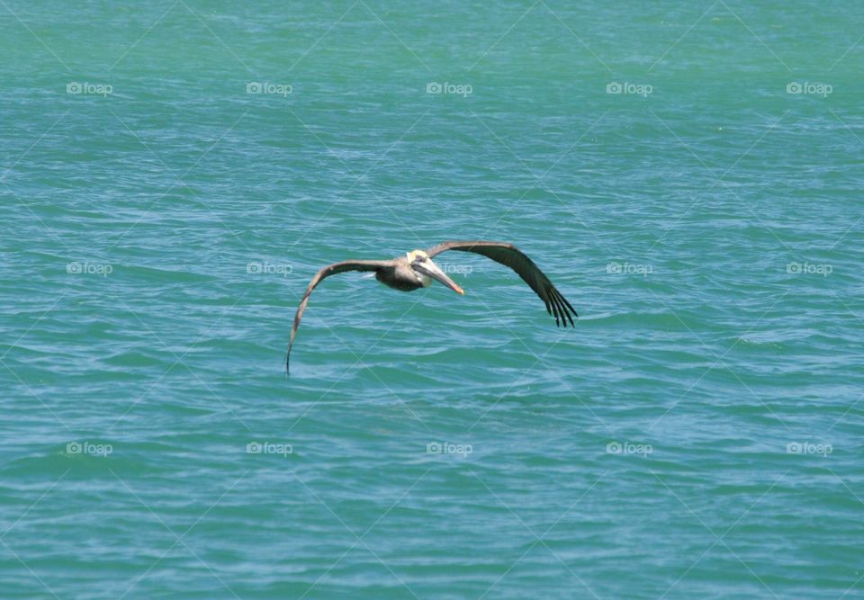 Pelican in flight 