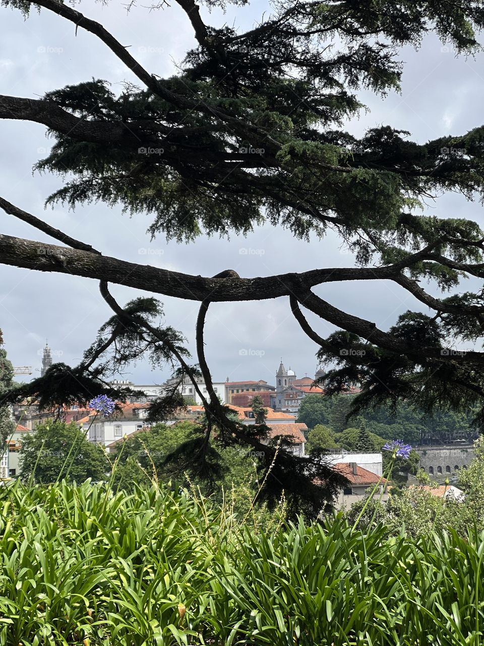 View of City in between the tree branches 