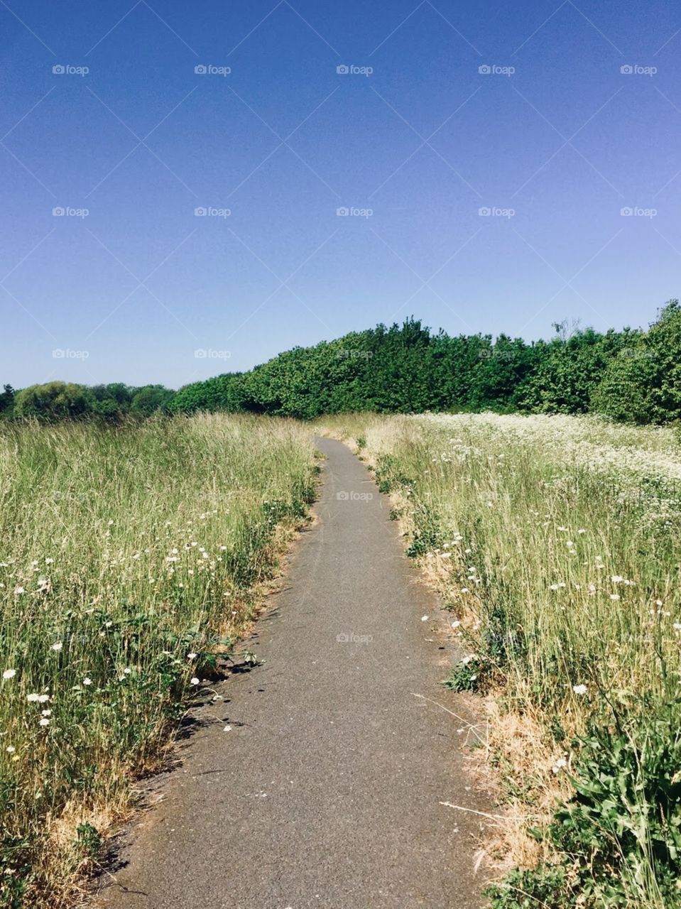Field of wild flowers and tall grass, a narrow bike path leads into a forest of trees. 
