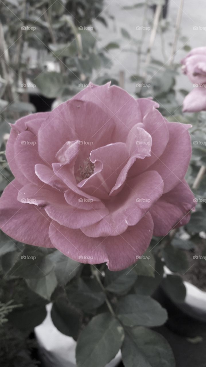 love & rose flower