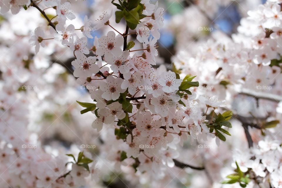 Cherry blossom 