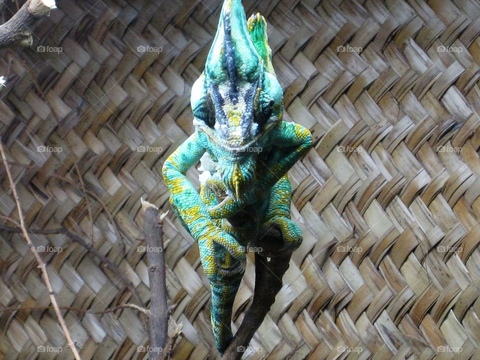 chameleon