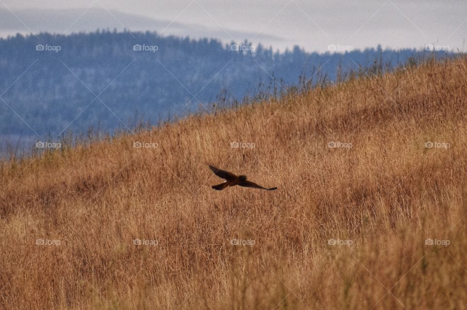 A bird of prey soaring over the desert fields of grass searching for mice, or any other food. 
