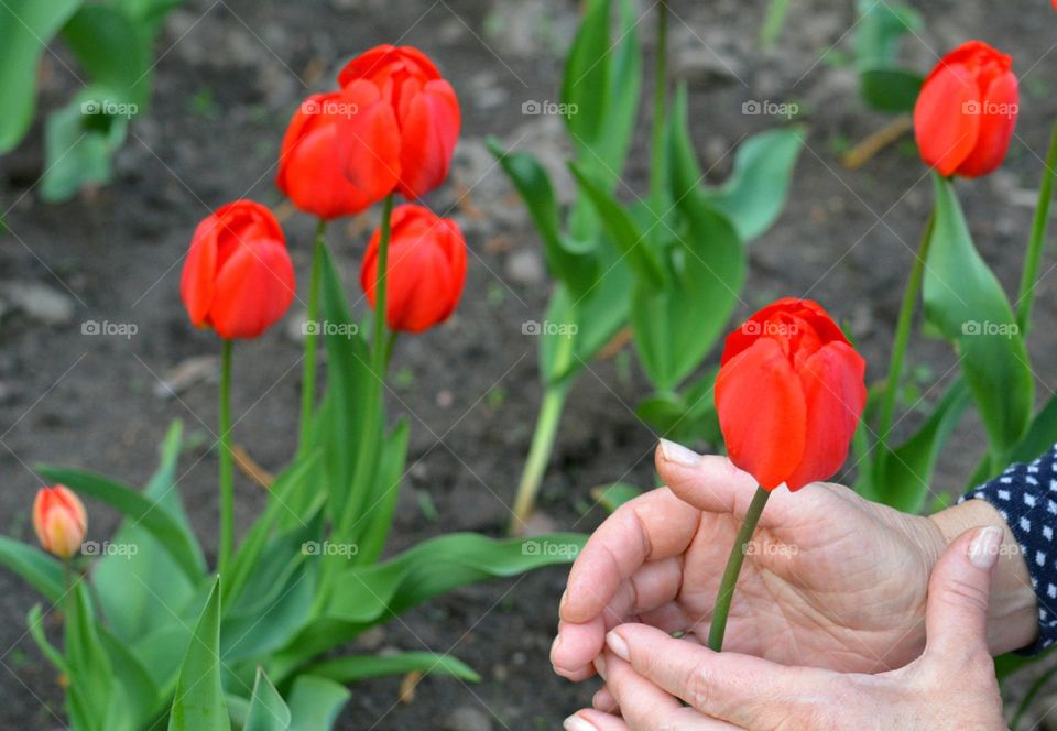 tulips flowers and female hands love earth 🌎