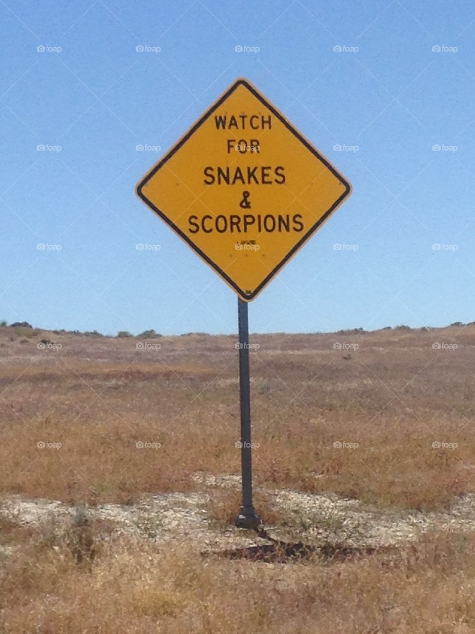 snakes and Scorpions