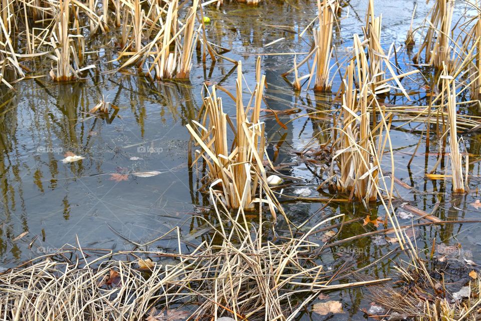 Reeds in the cold water