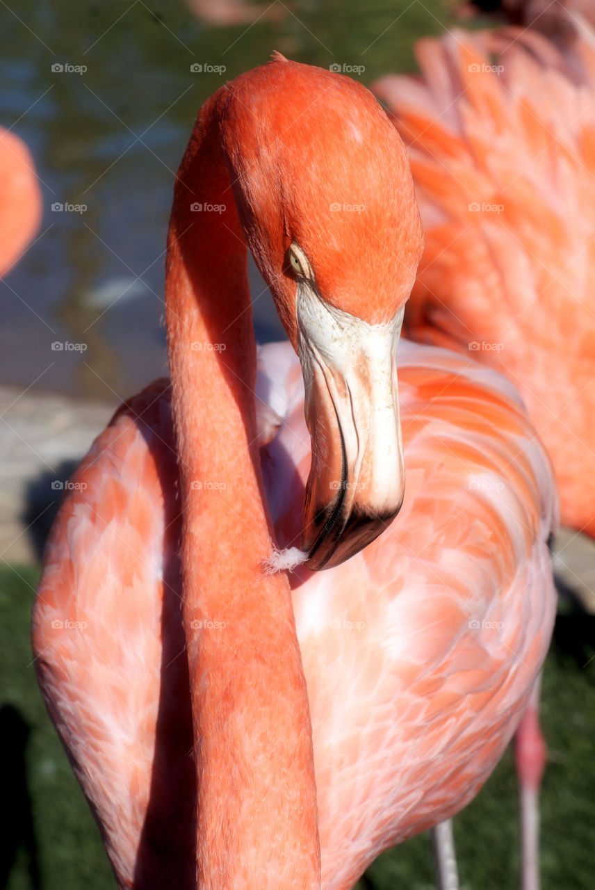 Close-up of flamingo