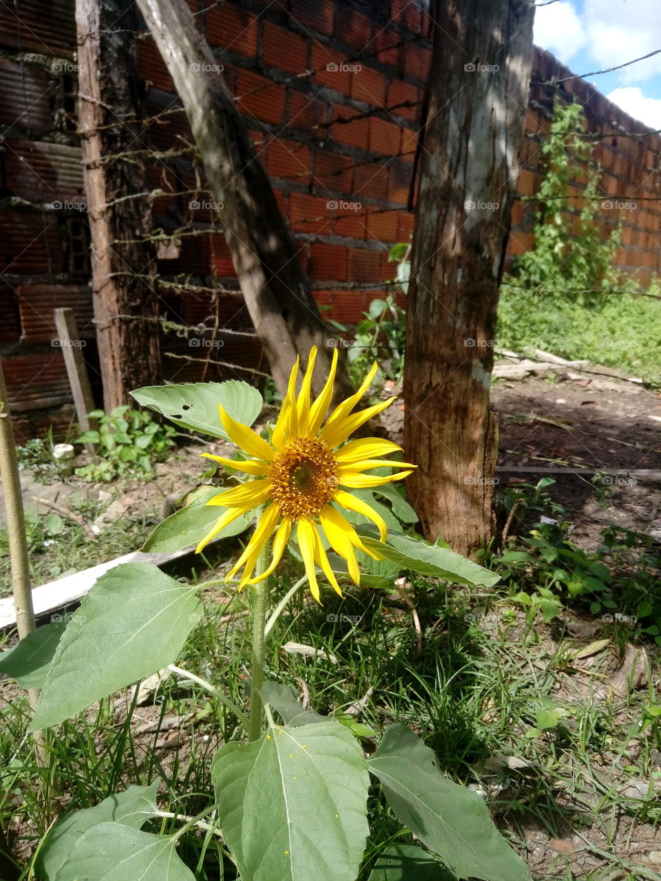 Quem não curte apreciar um lindo girassol?! Com sua cor amarela nos traz paz e alegria. Este foi plantado no fundo do meu quintal. Privilégio de poucos!