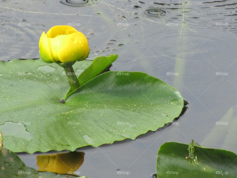 Water lily 
